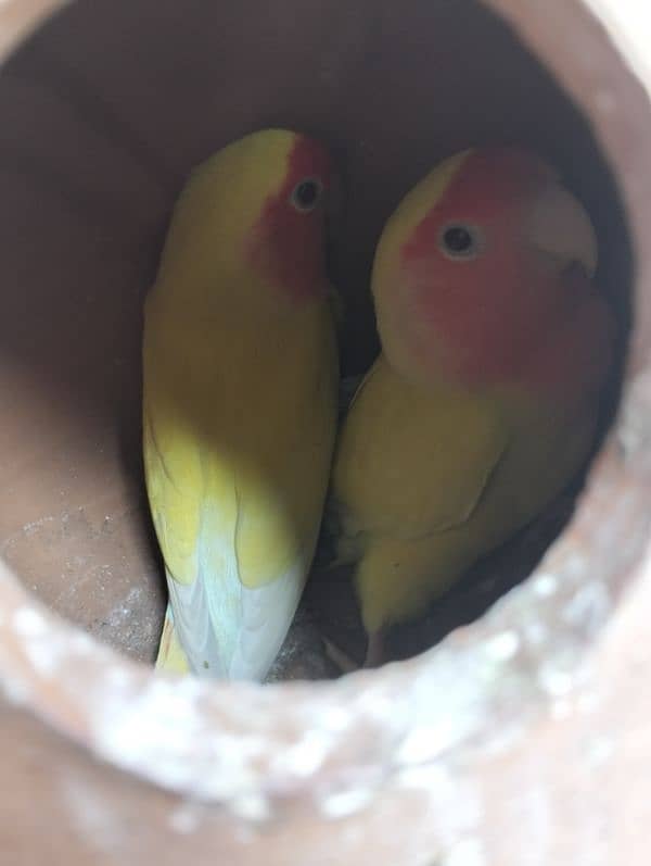 love bird 100% breeder pairs and cage for sale number 03020143113 6