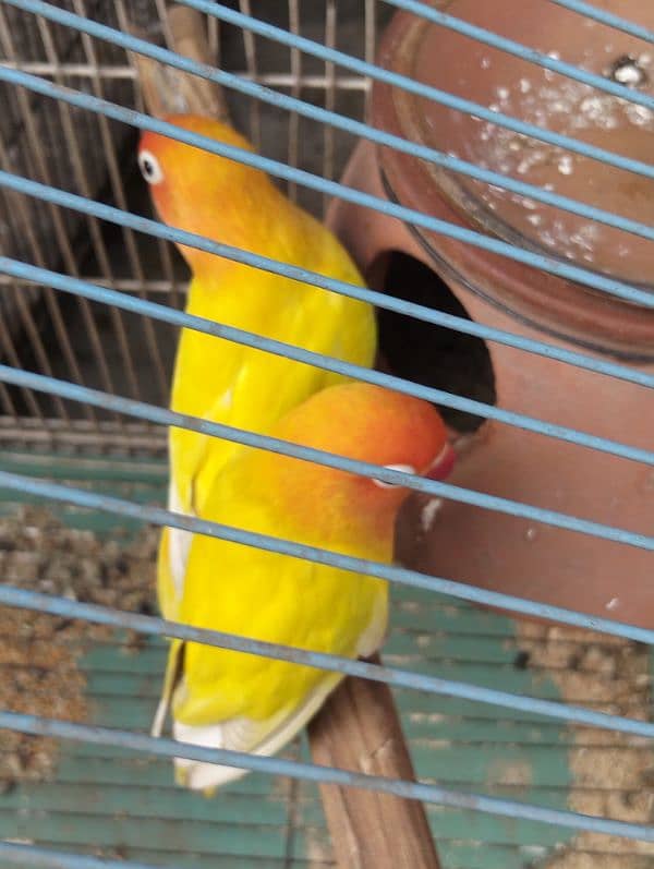 love bird 100% breeder pairs and cage for sale number 03020143113 7