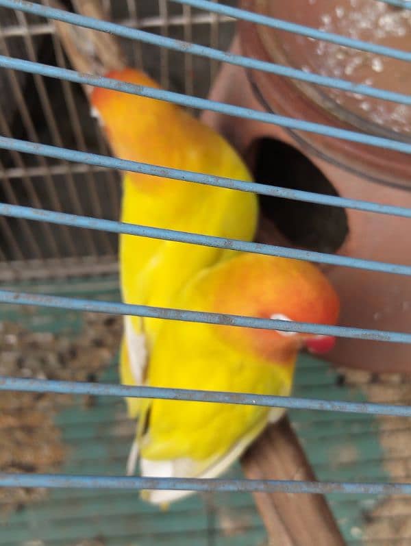 love bird 100% breeder pairs and cage for sale number 03020143113 8