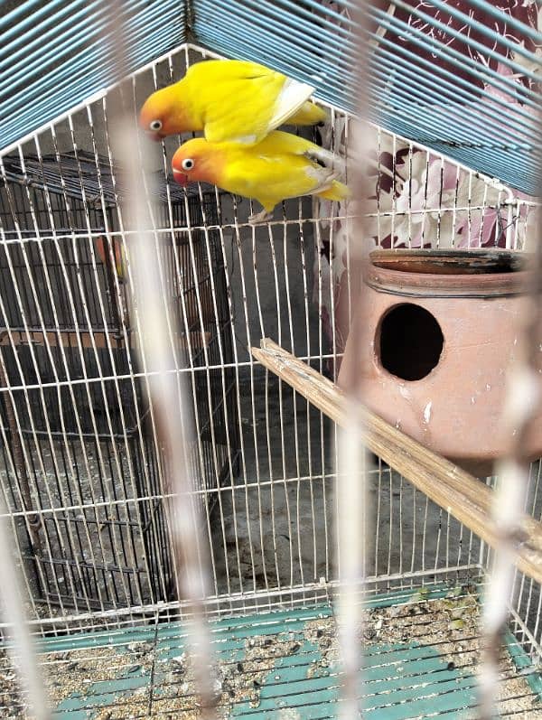 love bird 100% breeder pairs and cage for sale number 03020143113 9