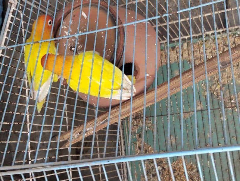 love bird 100% breeder pairs and cage for sale number 03020143113 10