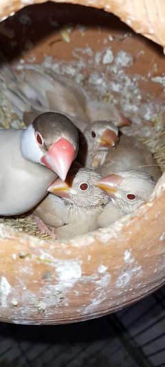 Jawa Chicks. White. Silver. Fawn. Opal. Albino