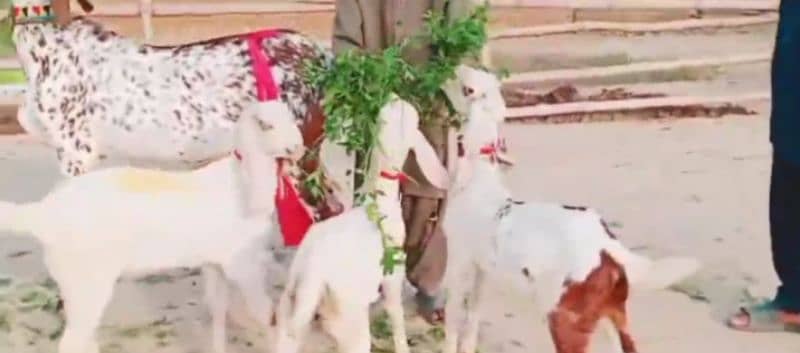 Desi Bakri 3 bacchon Ke Sath For Sale Call Number 0313,4935,016 0