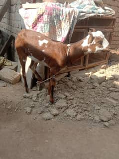 barbari baqri ka female bacha age 6 months Pasand ahne pir raabta kare