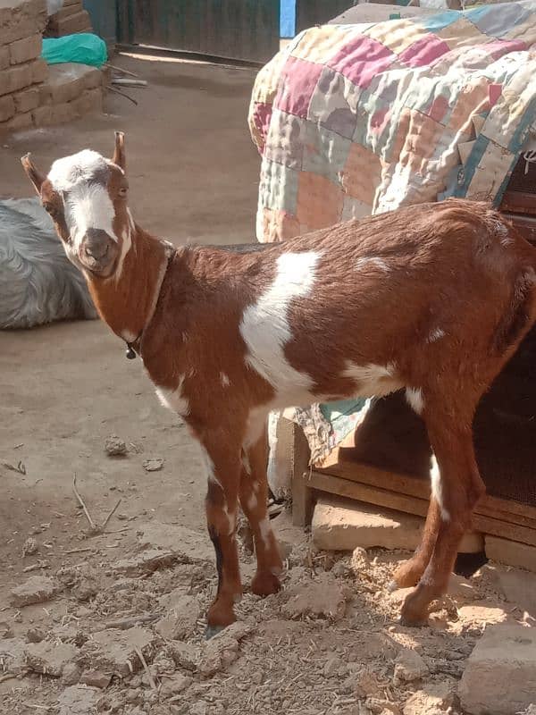 barbari baqri ka female bacha age 6 months Pasand ahne pir raabta kare 1