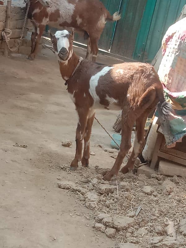 barbari baqri ka female bacha age 6 months Pasand ahne pir raabta kare 2