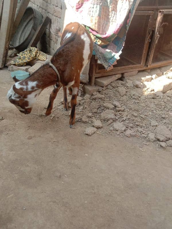 barbari baqri ka female bacha age 6 months Pasand ahne pir raabta kare 3