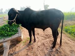 bull/cow/for sale