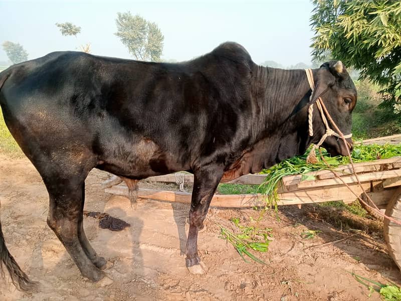 bull/cow/for sale 1