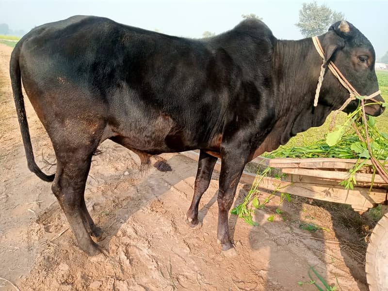 bull/cow/for sale 2