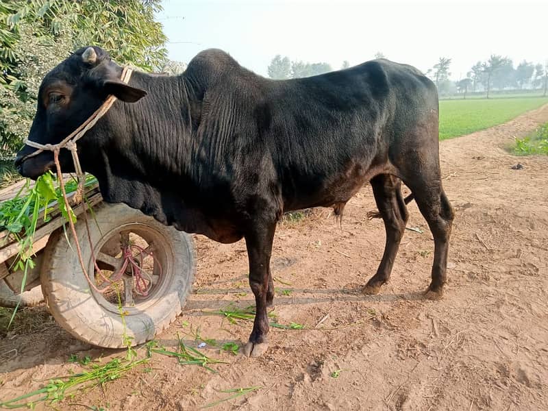 bull/cow/for sale 3