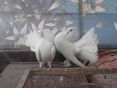 fancy pigeons