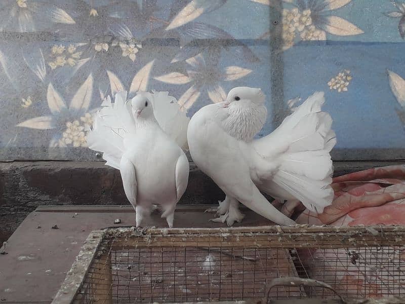 fancy pigeons 1