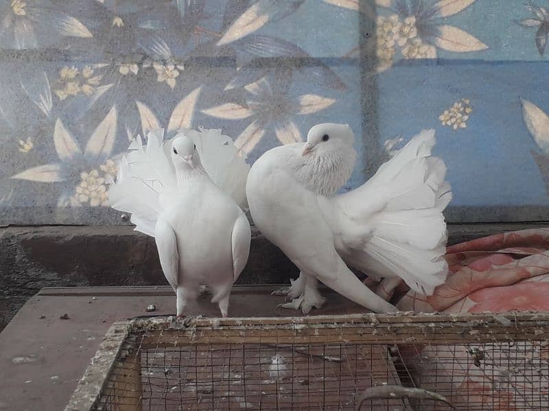 fancy pigeons 2