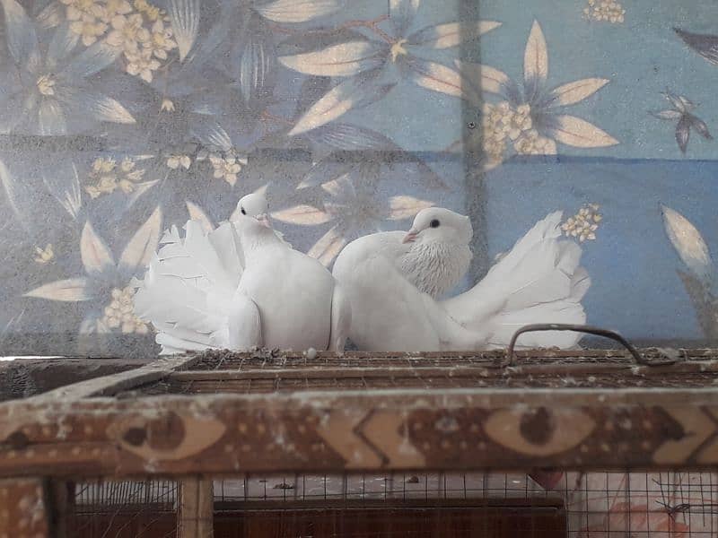 fancy pigeons 3