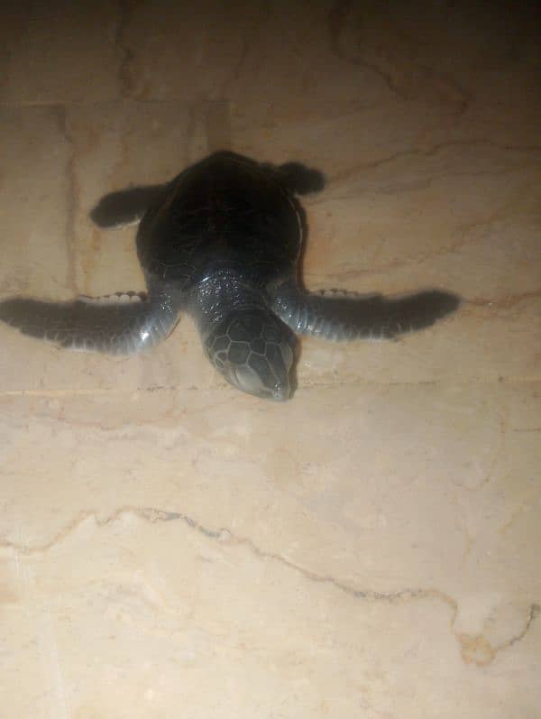 turtle baby 0