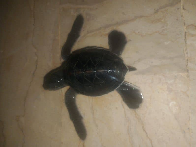 turtle baby 1