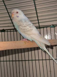 red eye female budgie