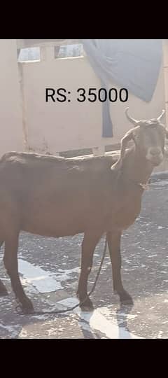 3 goats for sale (Bakriyan)