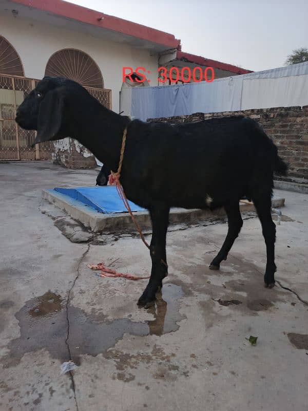 3 goats for sale (Bakriyan) 1