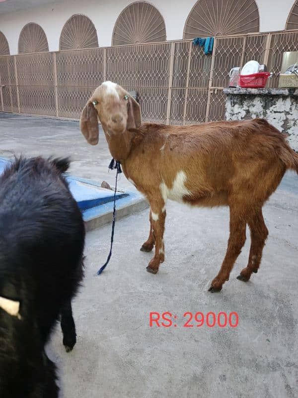 3 goats for sale (Bakriyan) 2