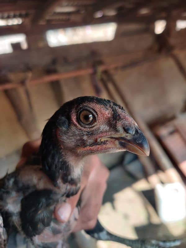 Aseel Thai | Thai Pakoya Murgi | Thai Chicks For Sale 2