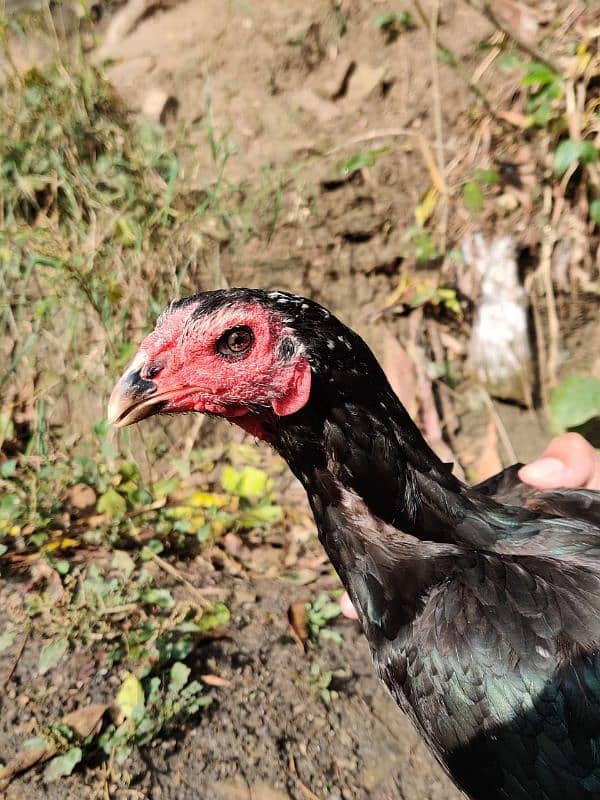 Aseel Thai | Thai Pakoya Murgi | Thai Chicks For Sale 5