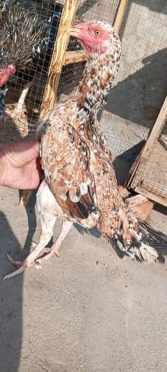 Aseel hen Murgi Pathi Madi for sale