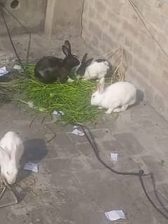 breeder red & black eyes rabbit