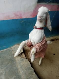 goat bakri for gulabi nasl | bakri Age 6 Monthly