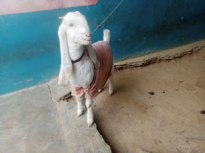 goat bakri for gulabi nasl | bakri Age 6 Monthly 1