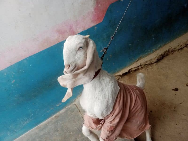 goat bakri for gulabi nasl | bakri Age 6 Monthly 2