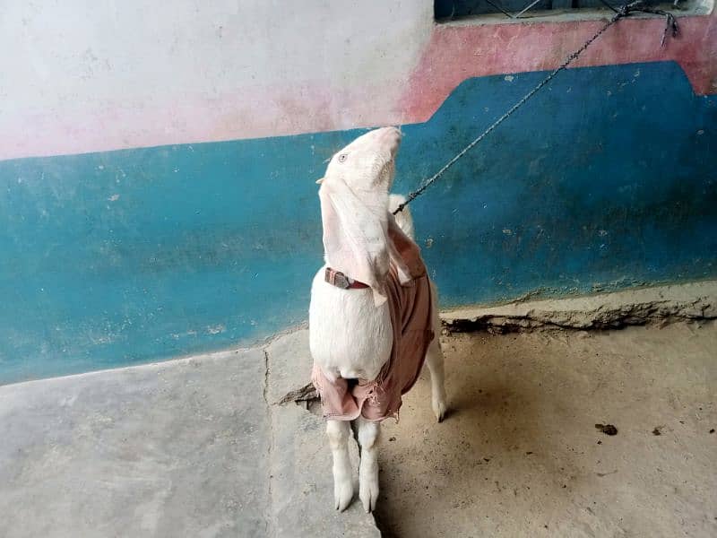 goat bakri for gulabi nasl | bakri Age 6 Monthly 4