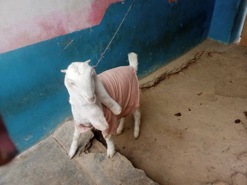 goat bakri for gulabi nasl | bakri Age 6 Monthly 7