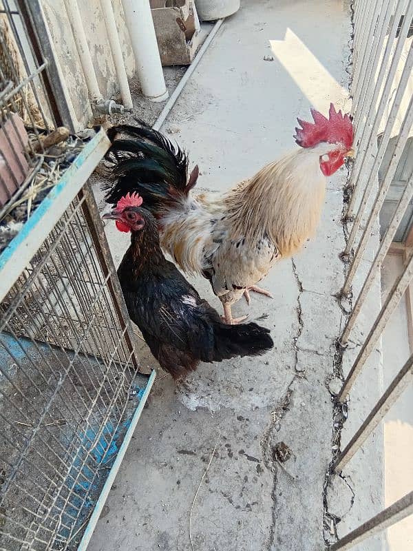 Desi Hens Breeding Pair 3