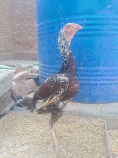 Top Quality Pathi (Female) For Sale