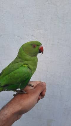 parrot