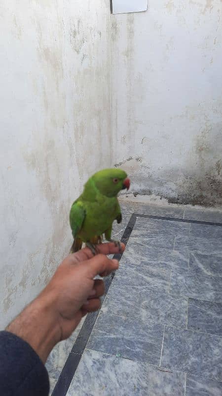 parrot 2