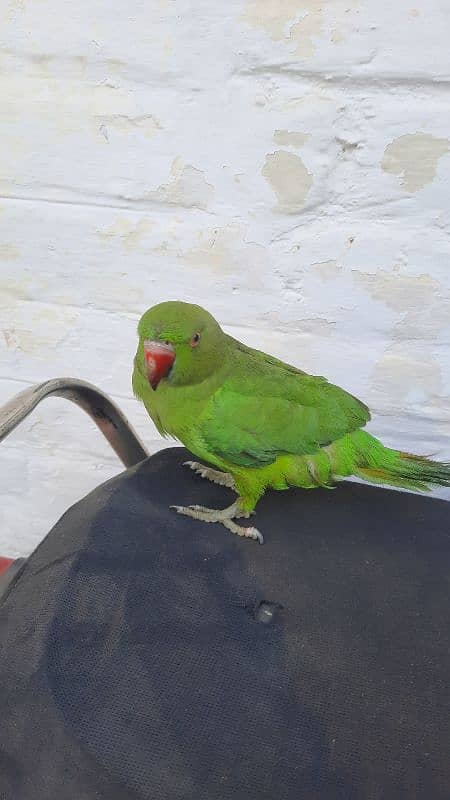 parrot 3