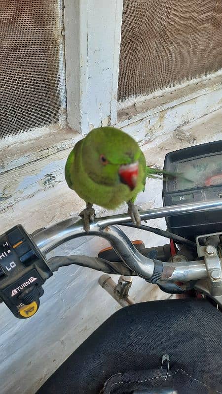 parrot 4