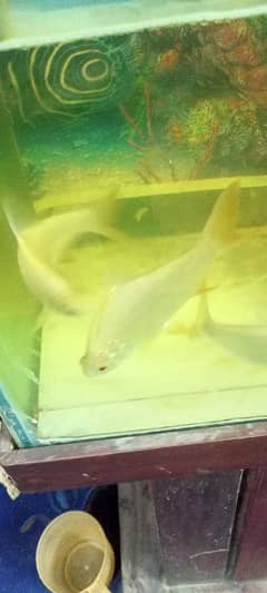 Ocar fish for sale 3500 par pair