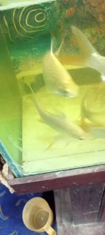 Ocar fish for sale 3500 par pair 1