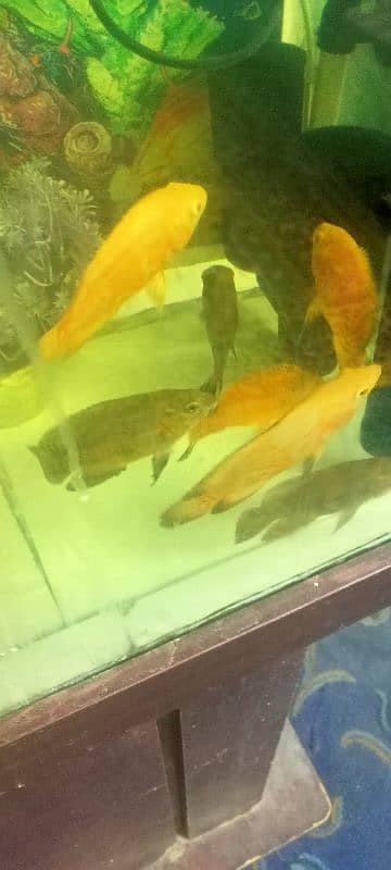 Ocar fish for sale 3500 par pair 2