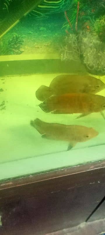 Ocar fish for sale 3500 par pair 3