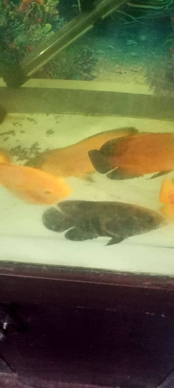 Ocar fish for sale 3500 par pair 4