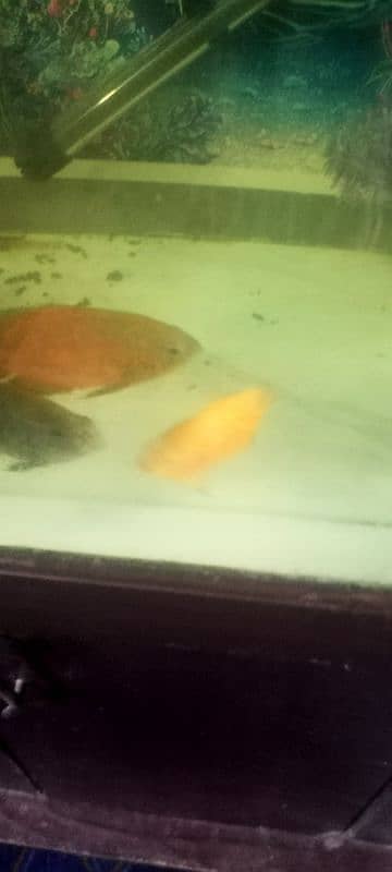 Ocar fish for sale 3500 par pair 5