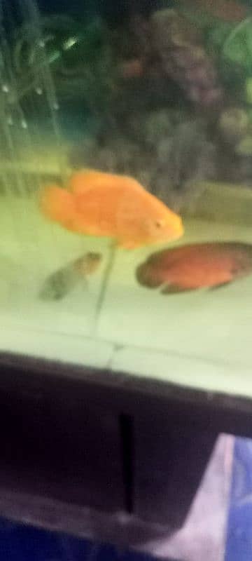 Ocar fish for sale 3500 par pair 6