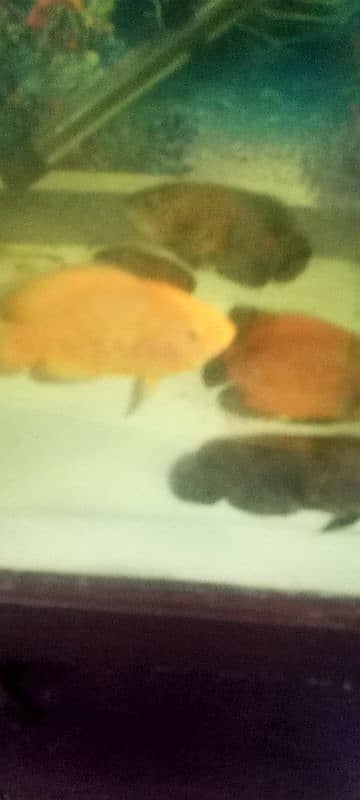 Ocar fish for sale 3500 par pair 7