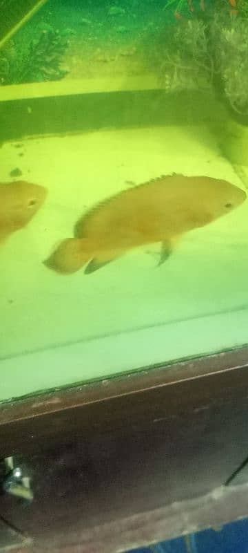 Ocar fish for sale 3500 par pair 8