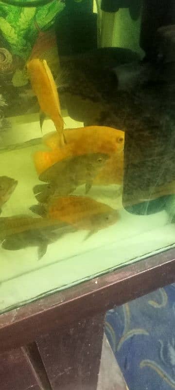 Ocar fish for sale 3500 par pair 9